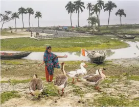  ?? Shahria Sharmin / Associated Press 2015 ?? Left: A girl tends poultry after her family’s home was flooded by the Meghna River in Bhola, Bangladesh, which is considered one of the world’s most vulnerable countries to climate change.