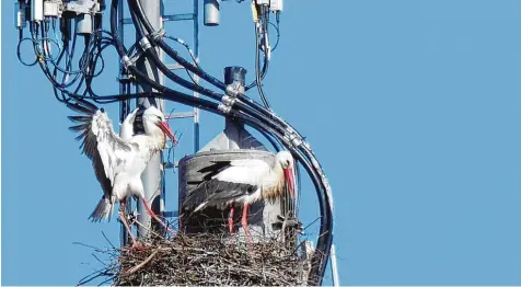  ?? Bild: Ulla Gutmann ?? Sie sind wieder auf vielen Dächern und Masten zu sehen: Storchenpa­are. In manchen Regionen drohen sie schon zur Belastung zu werden.