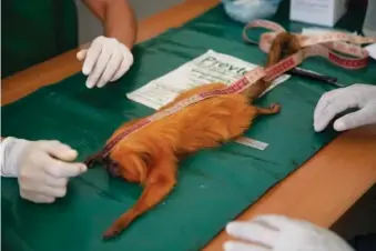  ?? AP PHOTOS/BRUNA PRADO ?? Above: A golden lion tamarin is measured July 11 before it is inoculated with a yellow fever vaccine at a lab run by the Golden Lion Tamarin Associatio­n in the Atlantic Forest region of Silva Jardim Rio de Janeiro state, Brazil. Below: Research assistant Ademilson de Oliveira wraps sheets of newspapers around a cage holding a golden lion tamarin July 11 as a way of reducing stress for the animal, in the Atlantic Forest region of Silva Jardim, Rio de Janeiro state, Brazil.