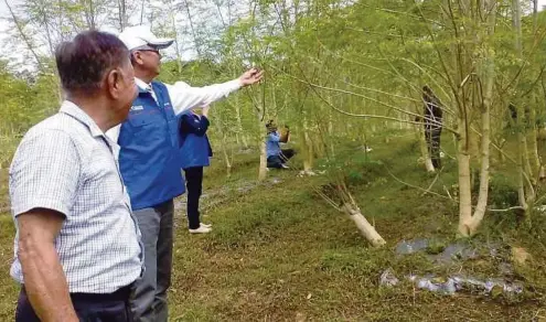  ??  ?? TANAMAN pokok moringa mampu mengeluark­an hasil dalam tempoh enam bulan sahaja dengan pulangan RM3,000 sebulan.