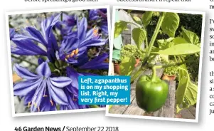  ??  ?? Left, agapanthus is on my shopping list. Right, my very first pepper!