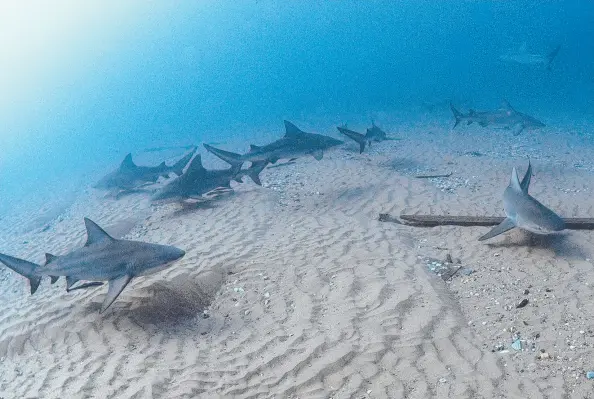  ?? Picture: IAN BANKS ?? Bull Sharks captured swimming near the Gold Coast Seaway by diver Ian Banks.