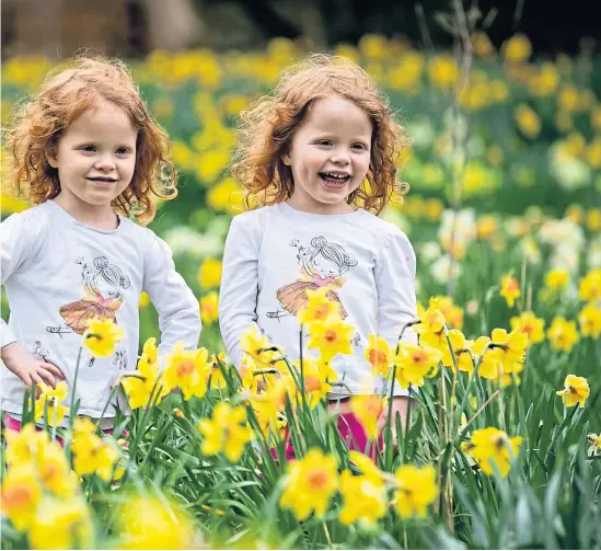  ?? ?? Twin sisters Lily and Ada Cuthbertso­n, three, from Glasgow, enjoy playing among the daffodils at Pollok House, Glasgow yesterday
Picture Andrew Cawley