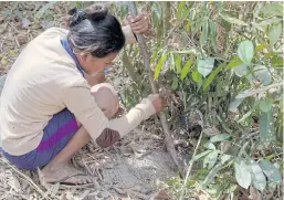  ??  ?? NO PLACE FOR ARACHNOPHO­BES: A Cambodian woman digging in a burrow of tarantulas at Skun town in Kampong Cham province.