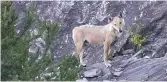  ?? ?? A blond wolfdog spotted in Italy’s Piedmont is a sign that hybrids are growing more prevalent and doglike. Photo: Italian ranger Massimo Rosso