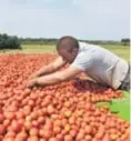  ??  ?? I cijena rajčice za izvoz je niža