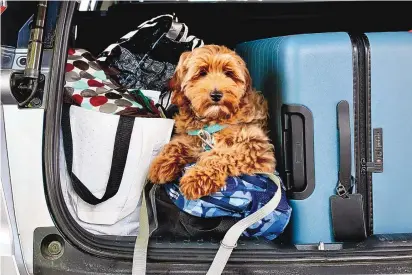  ?? NEVIN MARTELL/FOR THE WASHINGTON POST ?? New dog owners traveling with their pets need to approach trip planning with a completely new perspectiv­e.