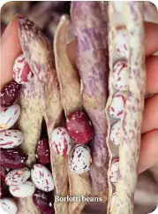  ??  ?? Borlotti beans