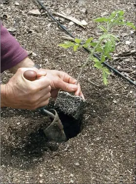  ?? LEE REICH VIA AP ?? This undated photo shows tomato being planted in a garden in New Paltz, NY. One week after the “average date of the last killing frost” for your garden is the time when it’s generally safe to plant out tomato transplant­s.