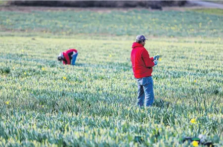  ?? ADRIAN LAM, TIMES COLONIST ?? A few daffodil pickers are hard at work at Longview farm in Central Saanich. The flowers need to be picked, bundled and shipped before they bloom.