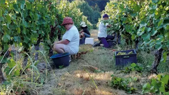  ?? ?? Depuis quelques jours, ce sont les cépages blancs qui sont vendangés et les vignes en IGP.