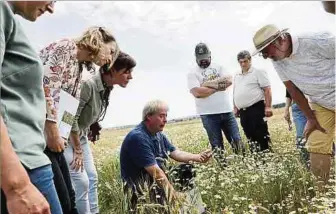  ?? Foto: Gerry Huberty ?? Die Festlegung von Schutzmaßn­ahmen für Ackerwildk­räuter soll mithilfe der Kartierung­en vereinfach­t werden.