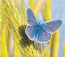  ?? FOTO: DPA ?? Ein Schmetterl­ing der Art Hauhechel-Bläuling (Polyommatu­s icarus): Die Zahl der Fluginsekt­en ist in Teilen Deutschlan­ds erheblich zurückgega­ngen.