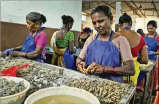  ?? AP FILE PHOTOS ?? Workers peel shrimp in a tin-roofed processing shed Feb. 11 in the hamlet of the Tallarevu, in Kakinada district, in the Indian state of Andhra Pradesh. India became America’s leading shrimp supplier after media reports including an AP investigat­ion exposed modern day slavery in the Thai seafood industry.