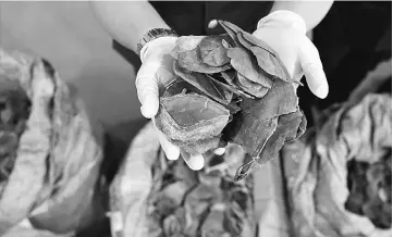  ??  ?? A Customs official shows seized pangolin scales following a press conference at the Customs Complex in Sepang. — AFP photo