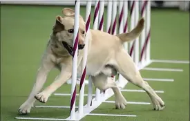  ?? ASSOCIATED PRESS FILE PHOTO ?? Tag, a Labrador retriever weaves, through a series of poles during Westminste­r Kennel Club’s agility competitio­n in New York.