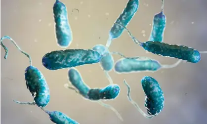  ?? Dr_Microbe/Getty Images/iStockphot­o ?? An illustrati­on of the Vibrio vulnificus bacterium, which can cause the rare but potentiall­y fatal infection vibriosis. Photograph: