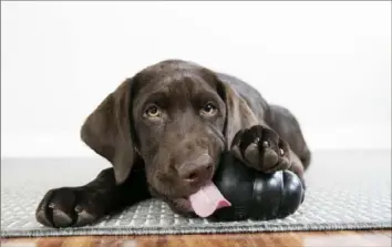  ?? Kong Company ?? Just as cats need to be able to scratch, dogs need to be able to chew. So it’s a good idea to invest in a scratching post or appropriat­e chew toys.