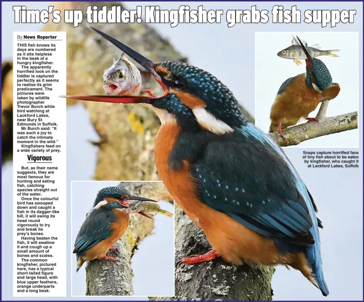  ?? Pictures: TRIANGLE NEWS & PA ?? Snaps capture horrified face of tiny fish about to be eaten by kingfisher, who caught it at Lackford Lakes, Suffolk