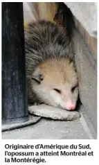 ??  ?? Originaire d’amérique du Sud, l’opossum a atteint Montréal et la Montérégie.