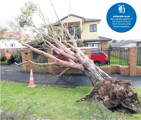  ?? Picture / Getty Images ?? This tree in Terry St, Blockhouse Bay, was one of many around the region that fell victim to the howling gales.