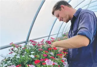  ?? Picture: Contribute­d ?? GROWING BUSINESS: Flare Speciality Produce owner Josh Paterson tends to his produce at his new property in Helidon.