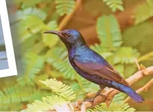  ?? SASWAT MISHRA ?? Purple Sunbird.