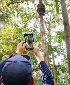  ?? (The New York Times/David Maurice Smith) ?? Stuart McKenzie, who runs a snake-catching service, films the release of a carpet python caught at a residentia­l property on the Sunshine Coast in the Australian state of Queensland on Feb. 23.