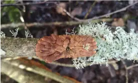  ?? Photograph: Chris Knowles ?? The vast majority of willow gloves is living on just one fallen tree in the Scottish Borders.