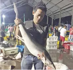  ??  ?? Sabah Shark Protection Associatio­n chairman holding a shark without its fins at a market in Sabah. – Photo courtesy of Aderick Chong.