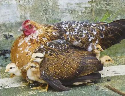  ??  ?? A broody hen knows what she’s doing, so you don’t have to be hands-on, as you do with incubating or brooding chicks.