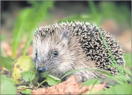  ??  ?? Sally Coulthard’s book is a guide on how to help our prickly pals