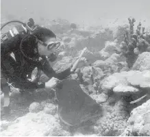  ??  ?? Researcher­s found erosion of the sea floor around coral reefs that, combined with sea rise, means the hazards facing coasts will likely be worse than now projected.