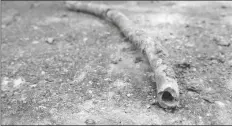  ?? AP ?? In this June 17 file photo, a lead water service line from 1927 lies on the surface of a residentia­l street after being removed in Denver.