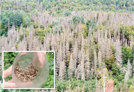  ?? PHOTOS ALIX VILLENEUVE ?? Une nouvelle épidémie de la tordeuse des bourgeons de l’épinette (en mortaise) fait des ravages au Québec. Un piège à hormones a désorienté les mâles et empêché la reproducti­on, mais cette technique ne peut pas être utilisée à grande échelle.