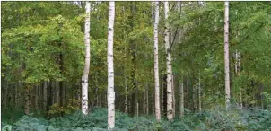  ??  ?? The Revised Forestry Programme encourages the planting of broadleaf trees by increasing the annual forestry premium payment by 5%.