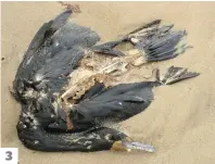  ?? PHOTOS MYRIAM VIGNEAU, LOUISE MATTE ET JANET DUBE ?? 1. Un fou de Bassan mort à Havre-aux-Maisons, aux îles de la Madeleine, photograph­ié le 18 mai. 2. Un oiseau mort à Grosse-Île. 3. Le cadavre d’un cormoran sur la plage du Bassin de l’île du Havre Aubert. 3