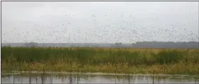  ?? (Arkansas Democrat-Gazette/Bryan Hendricks) ?? Scenes like this were once common in Arkansas, but they have been rare in recent years as ducks adapted their feeding and loafing habits in response to intensive hunting pressure and lack of food.