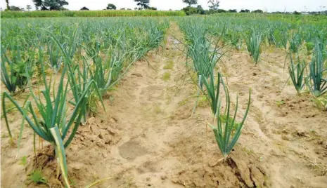  ??  ?? An onion farm as Tandama in Danja LGA, Katsina State