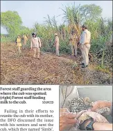  ?? SOURCED ?? Forest staff guarding the area where the cub was spotted; (right) Forest staff feeding milk to the cub.