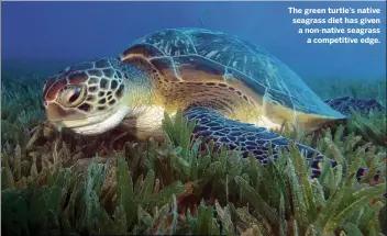  ??  ?? The green turtle’s native seagrass diet has given a non-native seagrass a competitiv­e edge.