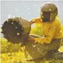  ?? TRICE FILMS ?? The last female beehunter in Europe must save the bees and return the natural balance in Honeyland.