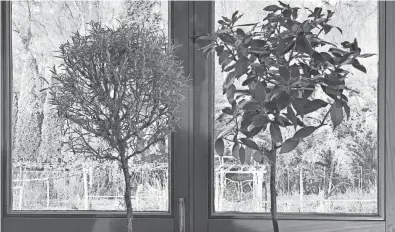  ?? LEE REICH VIA AP ?? Rosemary, left, and Bay Laurel are ideal herbs for growing on a windowsill in winter. They provide aroma, flavoring and beauty.