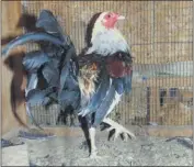  ??  ?? The Glenn County Sheriff’s Office says it found 28 roosters thought to be used for cockfighti­ng during a marijuana raid Thursday in Orland.