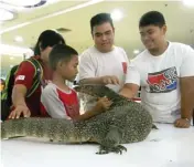  ?? EKO HENDRI/JAWA POS ?? PENASARAN: Kardio mengelus iguana yang dipamerkan di Mal BG Junction kemarin.