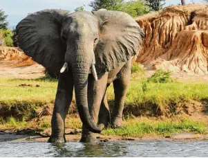  ??  ?? Zwischen Elefanten, Zebras, Löwen und Giraffen kommt man bei einer Safari in Sambia aus dem Staunen nicht mehr heraus. Aufgrund des fehlenden Massentour­ismus hat man die Tiere praktisch für sich allein.