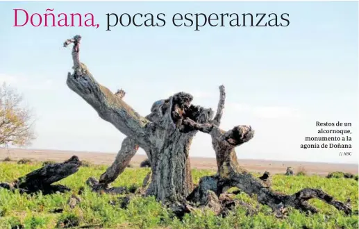  ?? // ABC ?? Restos de un alcornoque, monumento a la agonía de Doñana