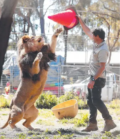  ?? ?? Lion trainer Matt Smith has a final play with the lions before they are transporte­d. Picture: Sam Ruttyn