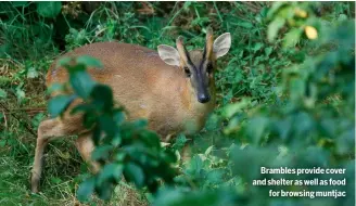  ?? ?? Brambles provide cover and shelter as well as food
for browsing muntjac