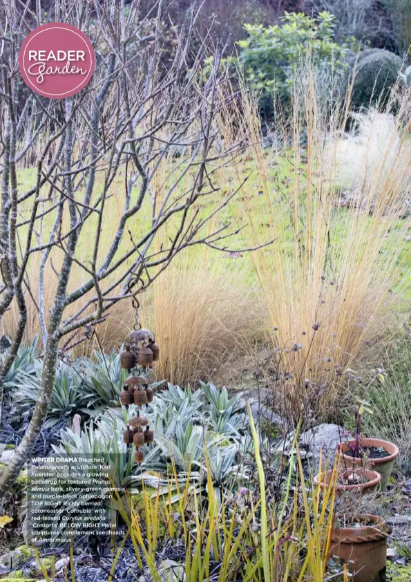  ??  ?? WINTER DRAMA Bleached Calamagros­tis acutiflora ‘Karl Foerster’ provides a glowing backdrop for textured Prunus serrula bark, silvery-green celmisia and purple-black ophiopogon TOP RIGHT Richly berried cotoneaste­r ‘Cornubia’ with red-leaved Corylus avellana
‘Contorta’ BELOW RIGHT Metal sculptures complement seedheads of Ammi majus